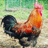 Quinta dos Cochichos – Country Houses