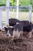 Hotel San Basilio de Palenque
