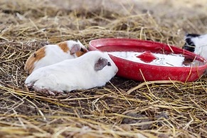 Hotel San Basilio de Palenque
