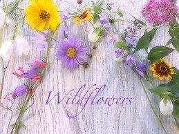 Pension Wildflowers