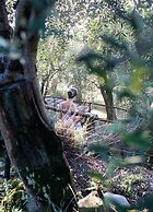 Luxury 6-bed Tuscan Villa Near Lucca and Florence