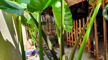 Queen Ponaland Homestay