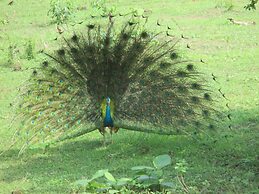 Nest Residence - Hostel