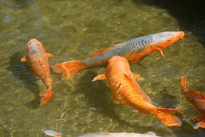 Ooedo Onsen Monogatari Hotel Shinko