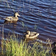Auberge du Lac Tiblemont