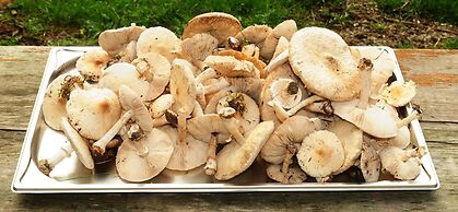 Réserve Naturelle de Boussière