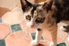 Maison Darna Guesthouse