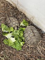 Maison Darna Guesthouse