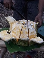 Singalong Nature Camphill Site