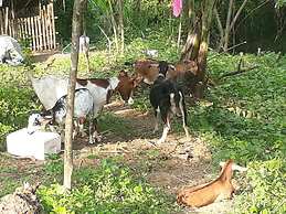 Singalong Nature Camphill Site