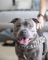 Sulia House Porto Rotondo, Curio Collection by Hilton