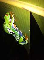 Cabinas Balcon de Mar Tortuguero