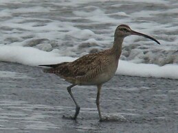 Cabinas Balcon de Mar Tortuguero