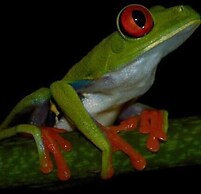 Cabinas Balcon de Mar Tortuguero