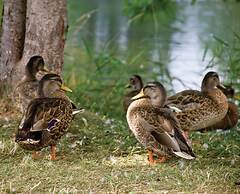 Club Wyndham Tamarack