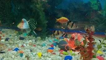 Centennial Hotel 2008