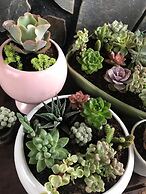 Sen Da Villa - Succulent Villa