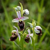 Ferienwohnungen beim Europapark Rust