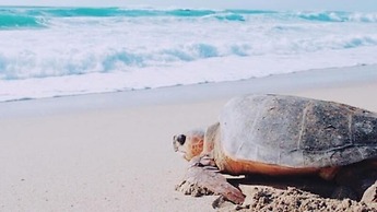 Thalassa Beach and Pool Villa