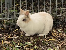 Ferienwohnung Gartenblick