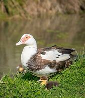 Rawcliffe House Farm
