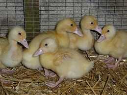 Birchill Farm Holiday Cottages