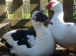 Birchill Farm Holiday Cottages