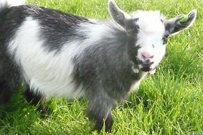 Birchill Farm Holiday Cottages