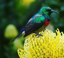 Hotel el Meson de las Flores