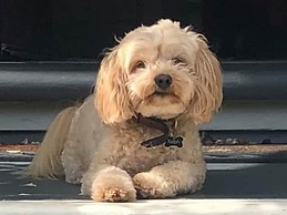 Lilac Rose Boutique Bed and Breakfast