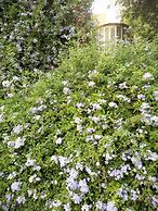 S&L  Near The Beach And The Rambam