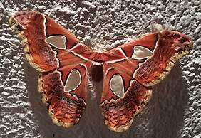 Hotel Hacienda San Lucas