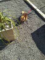 Casa Aconchegante Lazer e Descanso