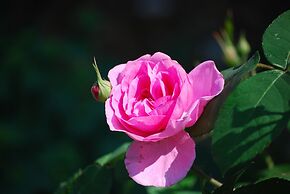 Hotel - Pension ALTES PASTORAT