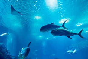 Utop Marina Hotel & Resort