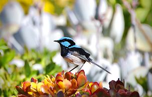 Emu Bay Holiday Homes