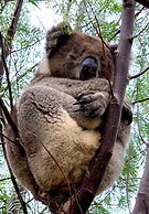 Emu Bay Holiday Homes