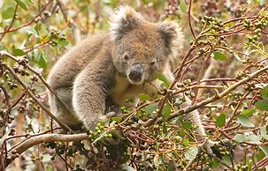 Emu Bay Holiday Homes