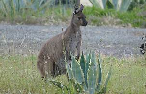 Emu Bay Holiday Homes