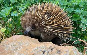 Emu Bay Holiday Homes