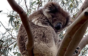 Emu Bay Holiday Homes