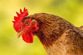 Agrikea