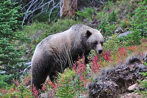 A Bear and Bison Inn