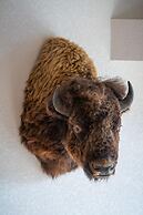 A Bear and Bison Inn