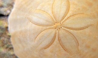 Casa Dolce Vita - Peninsula 49