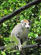 Varatraza Wind Riders