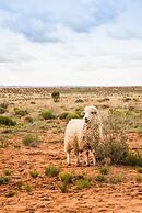 Shash Dine' EcoRetreat