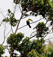 Rainforest Yasmin Hotel