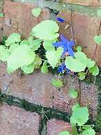 Cornerstones Guest House