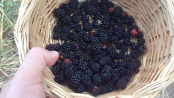 Il Podere dell'Angelo